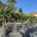 Palma konopná (Trachycarpus fortunei)  výška kmeňa: 20-30 cm, celková výška: 80-100 cm, kont. C20L (-17°C) 